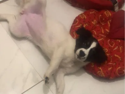 Cachorro raça SRD-ViraLata idade 2 a 6 meses nome Thais