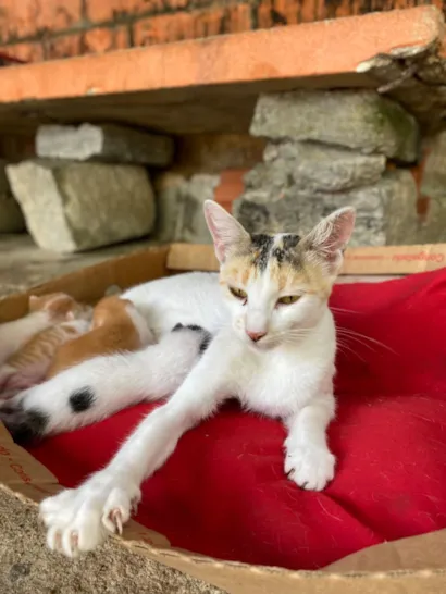 Gato raça SRD-ViraLata idade Abaixo de 2 meses nome Chana 