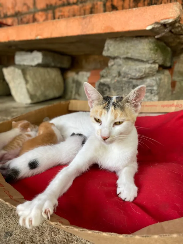 Gato raça SRD-ViraLata idade Abaixo de 2 meses nome Chana 