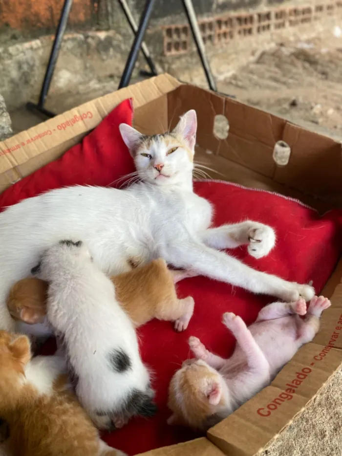 Gato raça SRD-ViraLata idade Abaixo de 2 meses nome Chana 