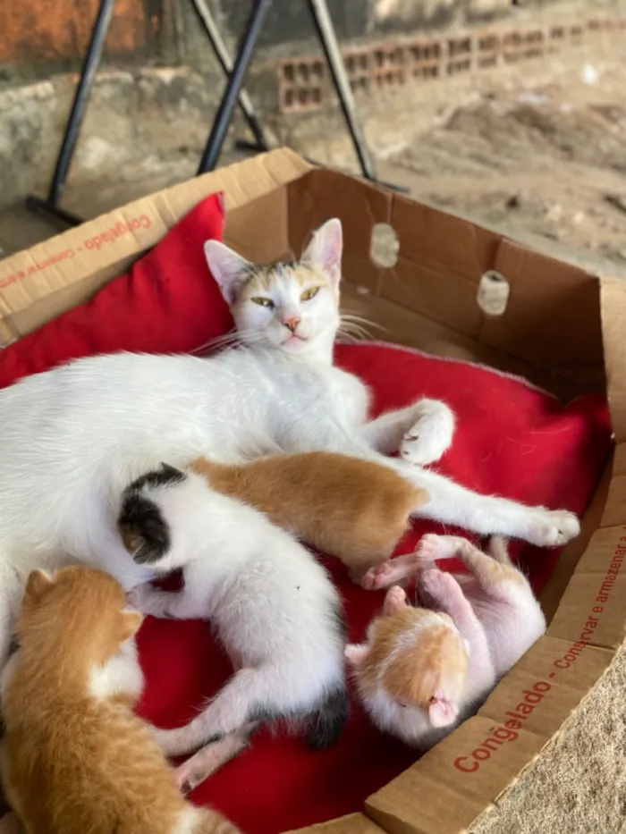 Gato raça SRD-ViraLata idade Abaixo de 2 meses nome Chana 