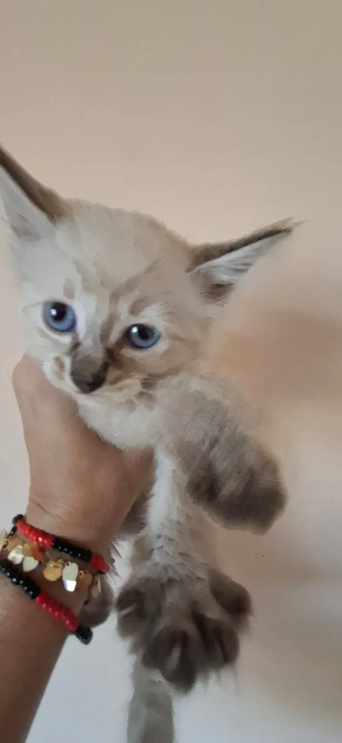 Gato raça SRD-ViraLata idade Abaixo de 2 meses nome Bob