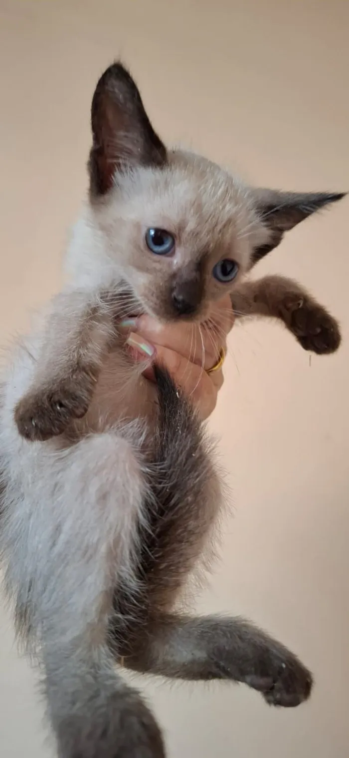 Gato raça SRD-ViraLata idade Abaixo de 2 meses nome Lia