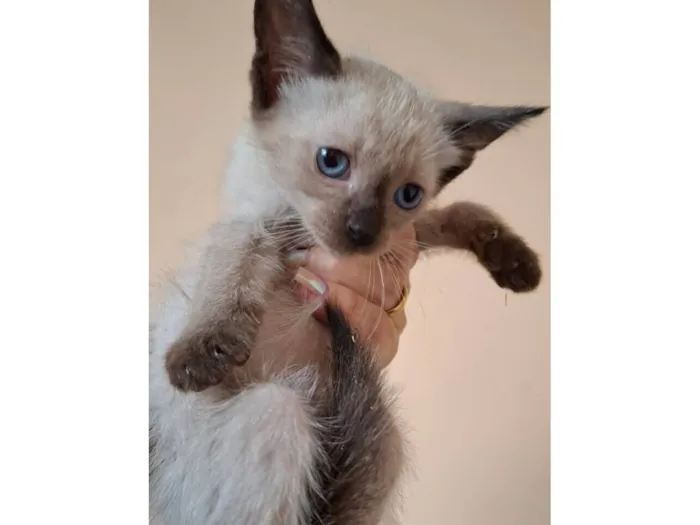 Gato raça SRD-ViraLata idade Abaixo de 2 meses nome Lia