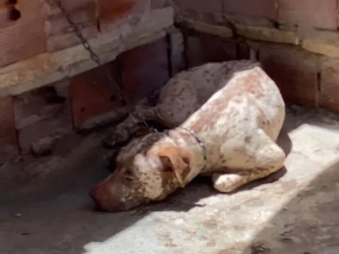 Cachorro raça Pinscher idade 1 ano nome Bela