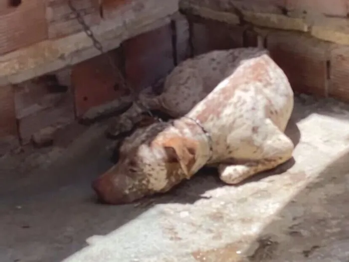 Cachorro raça Pinscher idade 1 ano nome Bela