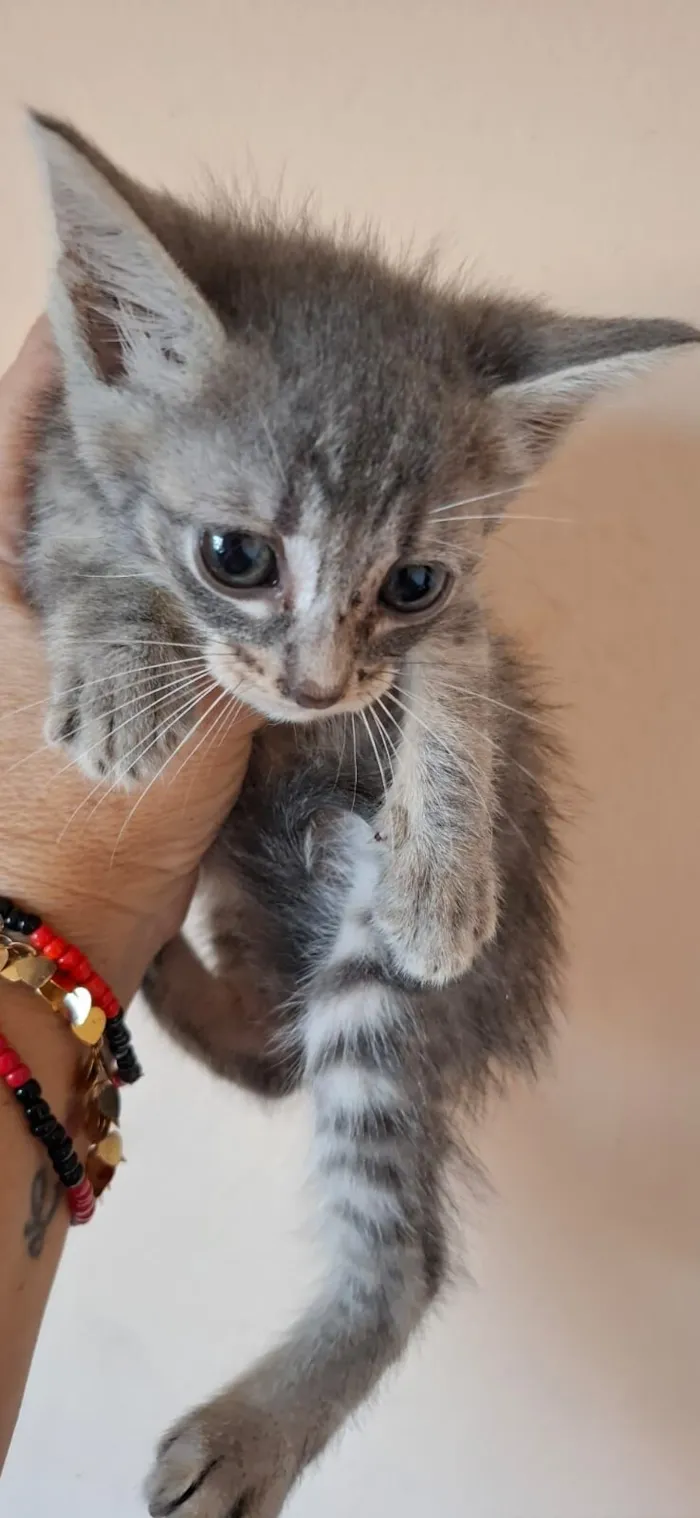 Gato raça SRD-ViraLata idade Abaixo de 2 meses nome Lila