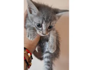 Gato raça SRD-ViraLata idade Abaixo de 2 meses nome Lila