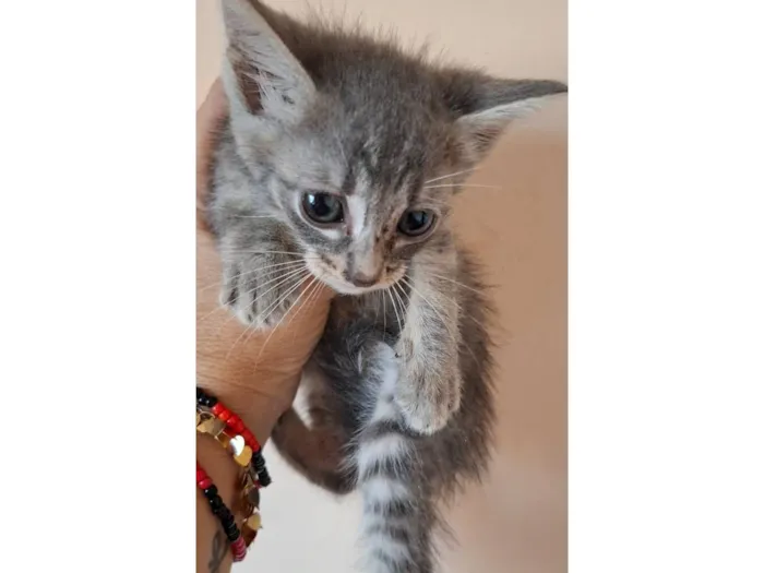 Gato raça SRD-ViraLata idade Abaixo de 2 meses nome Lila