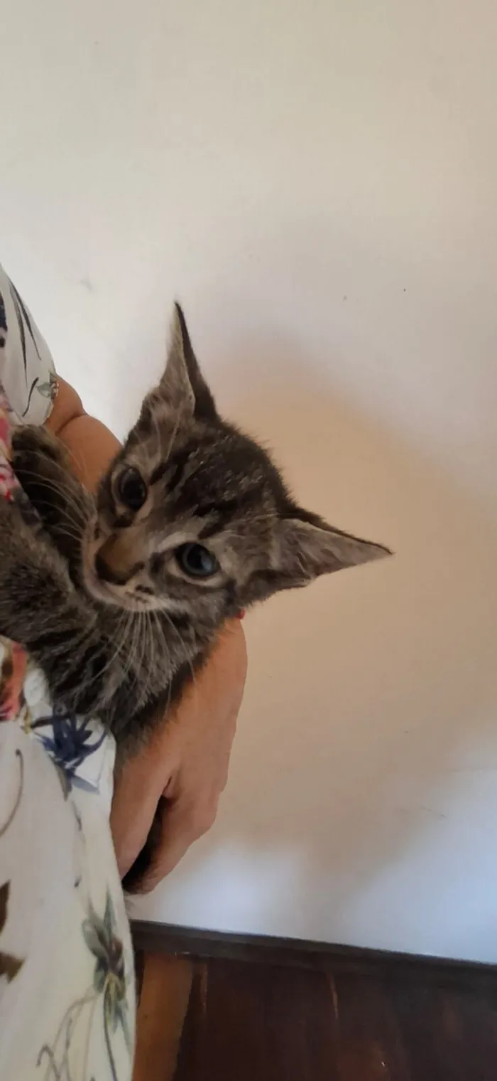 Gato raça SRD-ViraLata idade Abaixo de 2 meses nome Luna 