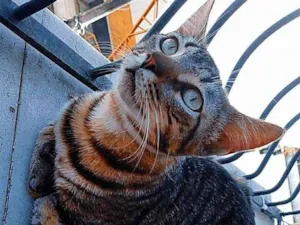 Gato raça SRD-ViraLata idade 5 anos nome Filhote