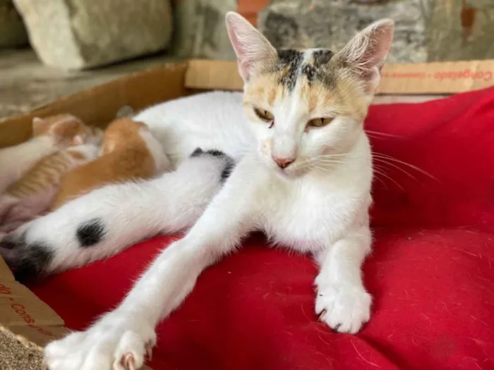 Gato raça SRD-ViraLata idade Abaixo de 2 meses nome Chana 