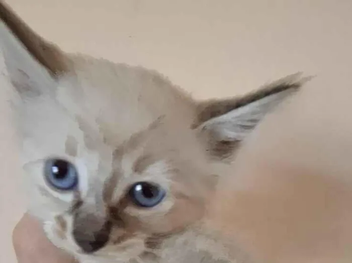 Gato raça SRD-ViraLata idade Abaixo de 2 meses nome Bob