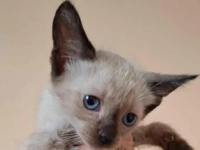 Gato raça SRD-ViraLata idade Abaixo de 2 meses nome Lia