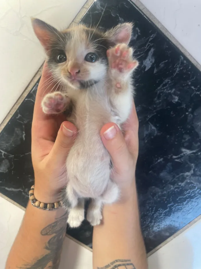 Gato raça SRD-ViraLata idade Abaixo de 2 meses nome Tuga