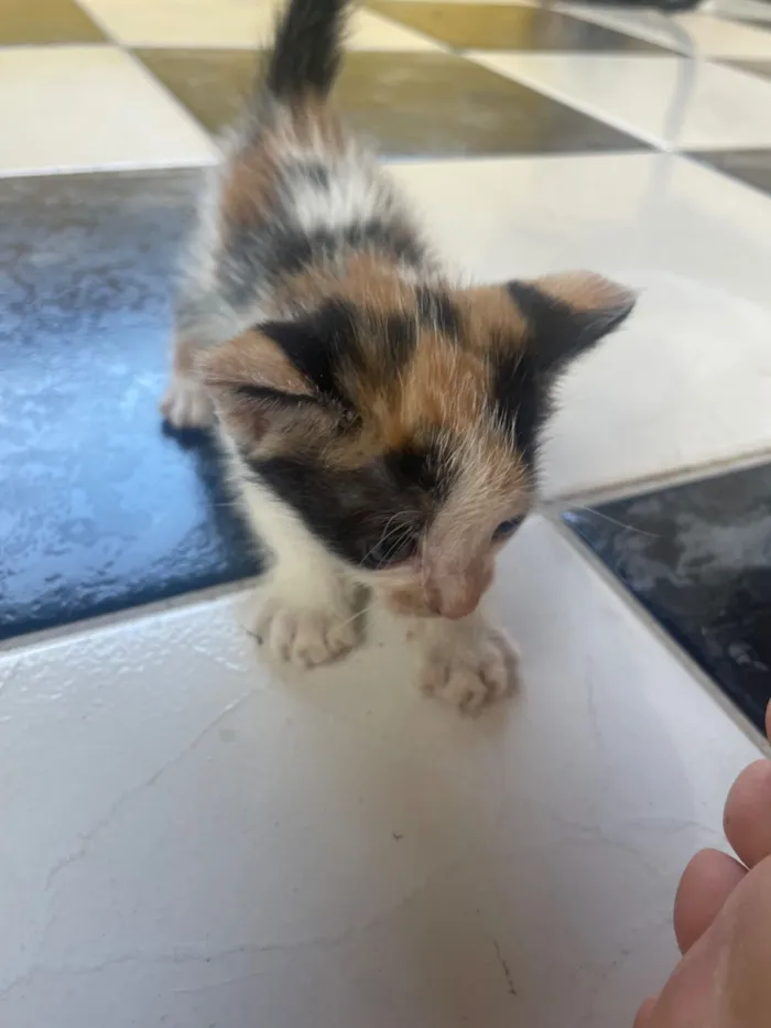 Gato raça SRD-ViraLata idade Abaixo de 2 meses nome Tuga