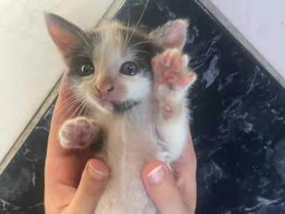Gato raça SRD-ViraLata idade Abaixo de 2 meses nome Tuga