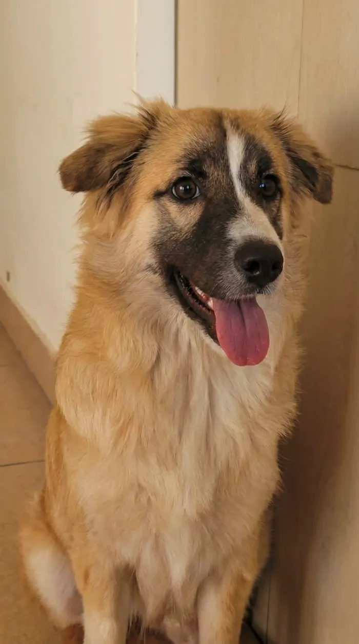 Cachorro raça SRD-ViraLata idade 7 a 11 meses nome Koda