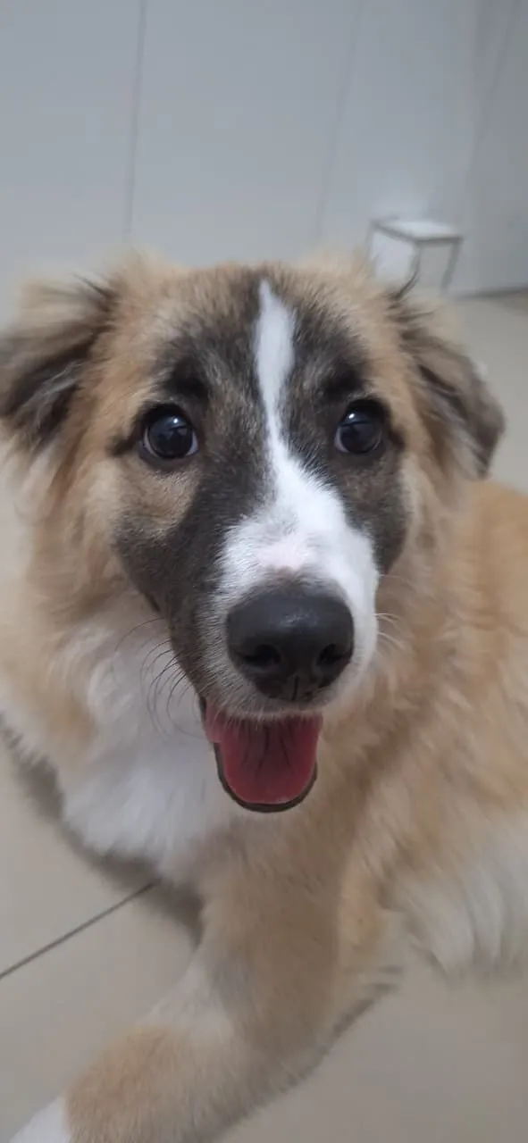 Cachorro raça SRD-ViraLata idade 7 a 11 meses nome Koda