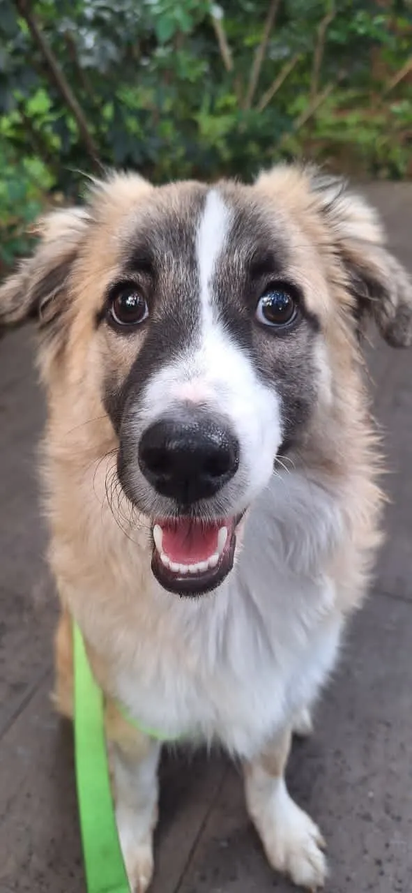 Cachorro raça SRD-ViraLata idade 7 a 11 meses nome Koda