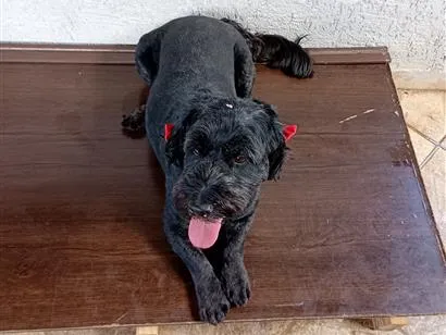 Cachorro raça Poodle idade 6 ou mais anos nome Luna 