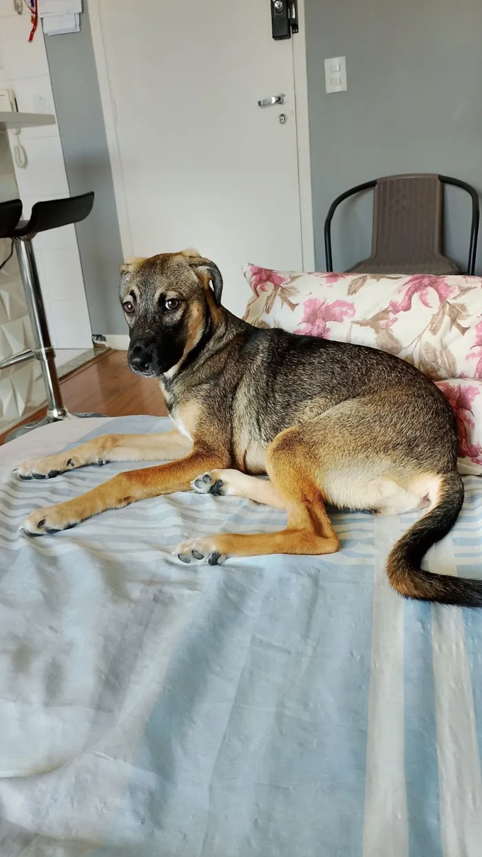 Cachorro raça SRD-ViraLata idade 7 a 11 meses nome Mel 