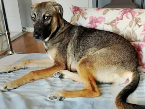 Cachorro raça SRD-ViraLata idade 7 a 11 meses nome MEL