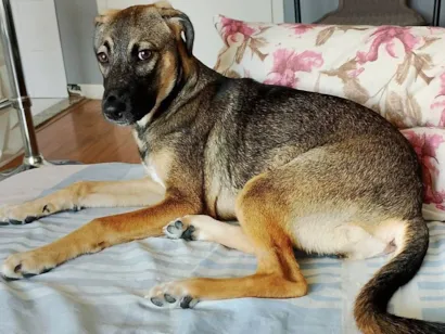 Cachorro raça SRD-ViraLata idade 7 a 11 meses nome MEL
