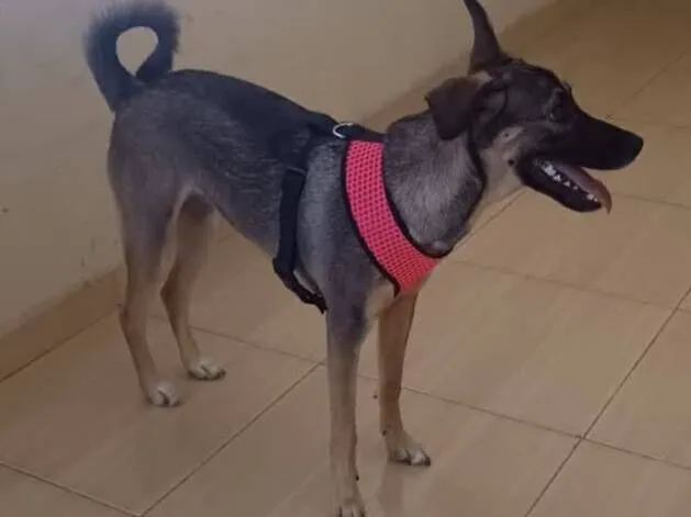 Cachorro raça SRD-ViraLata idade 7 a 11 meses nome MEL