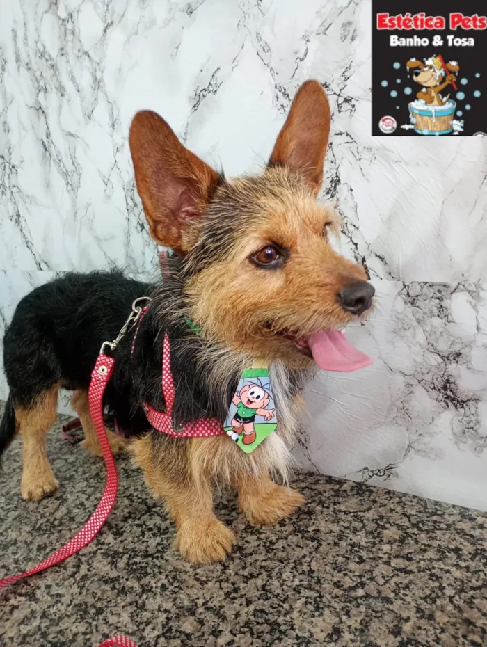 Cachorro raça Yorkshire idade 2 a 6 meses nome bob