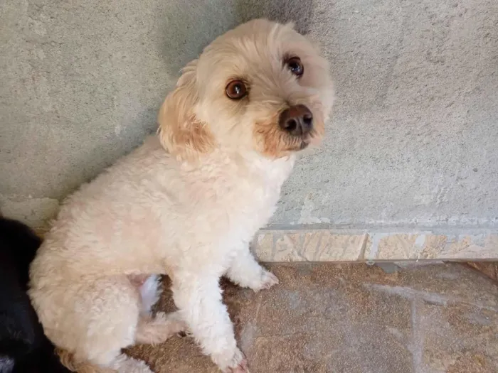 Cachorro raça Poodle idade 4 anos nome lily