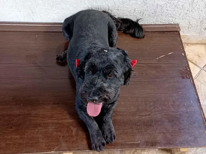 Cachorro raça Poodle idade 6 ou mais anos nome Luna 