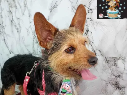 Cachorro raça Yorkshire idade 2 a 6 meses nome bob