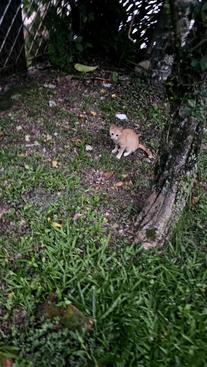 Gato raça SRD-ViraLata idade 2 a 6 meses nome Danger 