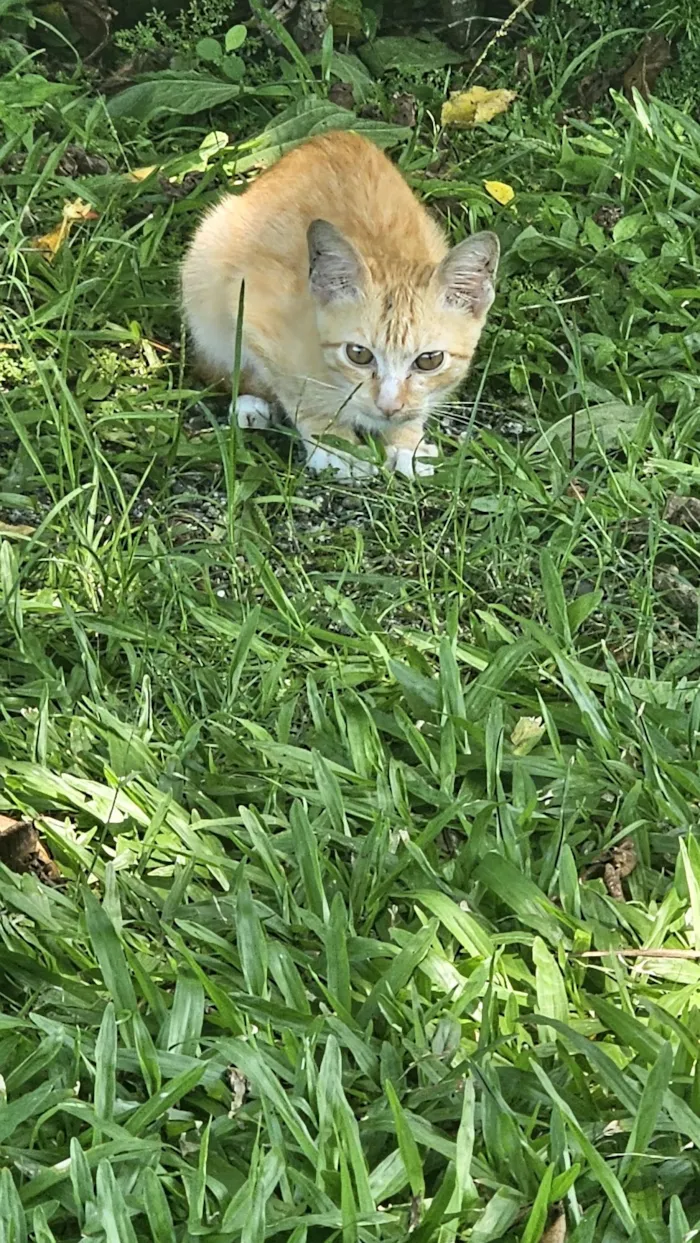 Gato raça SRD-ViraLata idade 2 a 6 meses nome Danger 