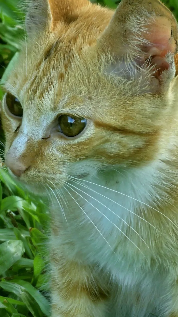 Gato raça SRD-ViraLata idade 2 a 6 meses nome Danger 