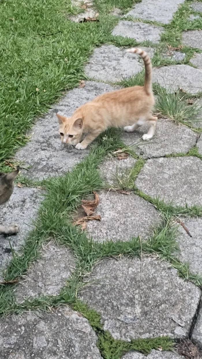 Gato raça SRD-ViraLata idade 2 a 6 meses nome Danger 