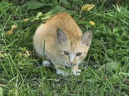 Gato raça SRD-ViraLata idade 2 a 6 meses nome Danger 
