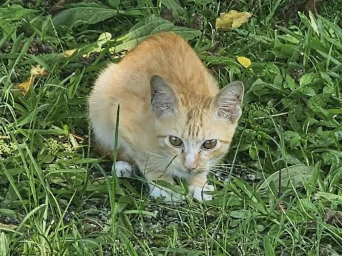 Gato raça SRD-ViraLata idade 2 a 6 meses nome Danger 