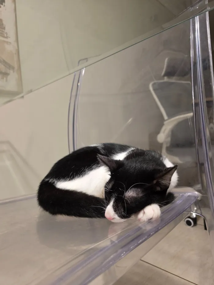 Gato raça SRD-ViraLata idade 2 a 6 meses nome Marquinhos