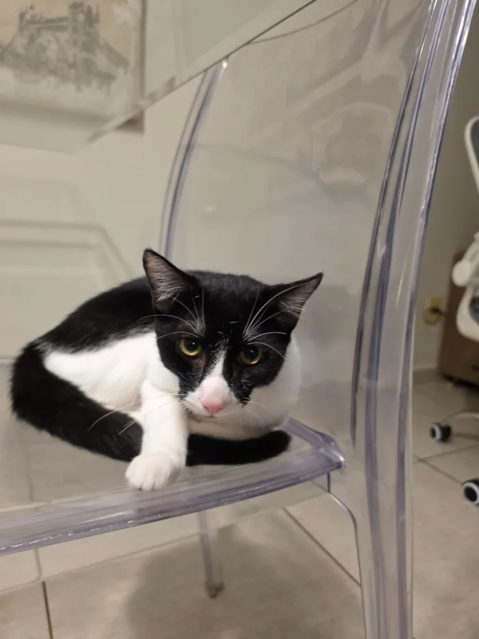 Gato raça SRD-ViraLata idade 2 a 6 meses nome Marquinhos