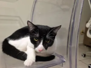 Gato raça SRD-ViraLata idade 2 a 6 meses nome Marquinhos