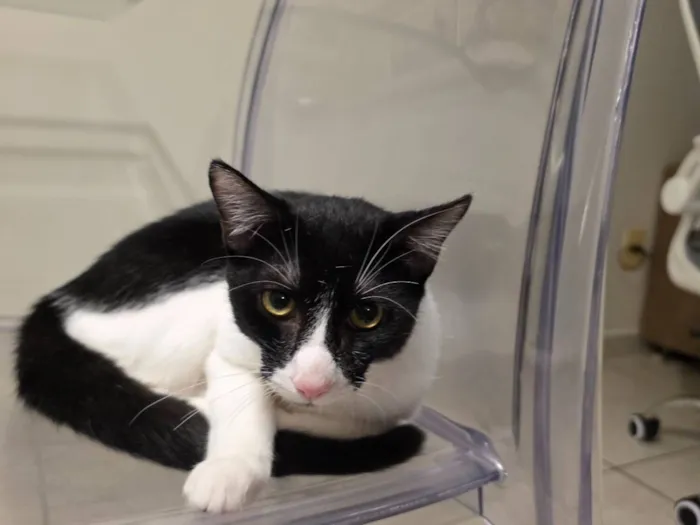 Gato raça SRD-ViraLata idade 2 a 6 meses nome Marquinhos