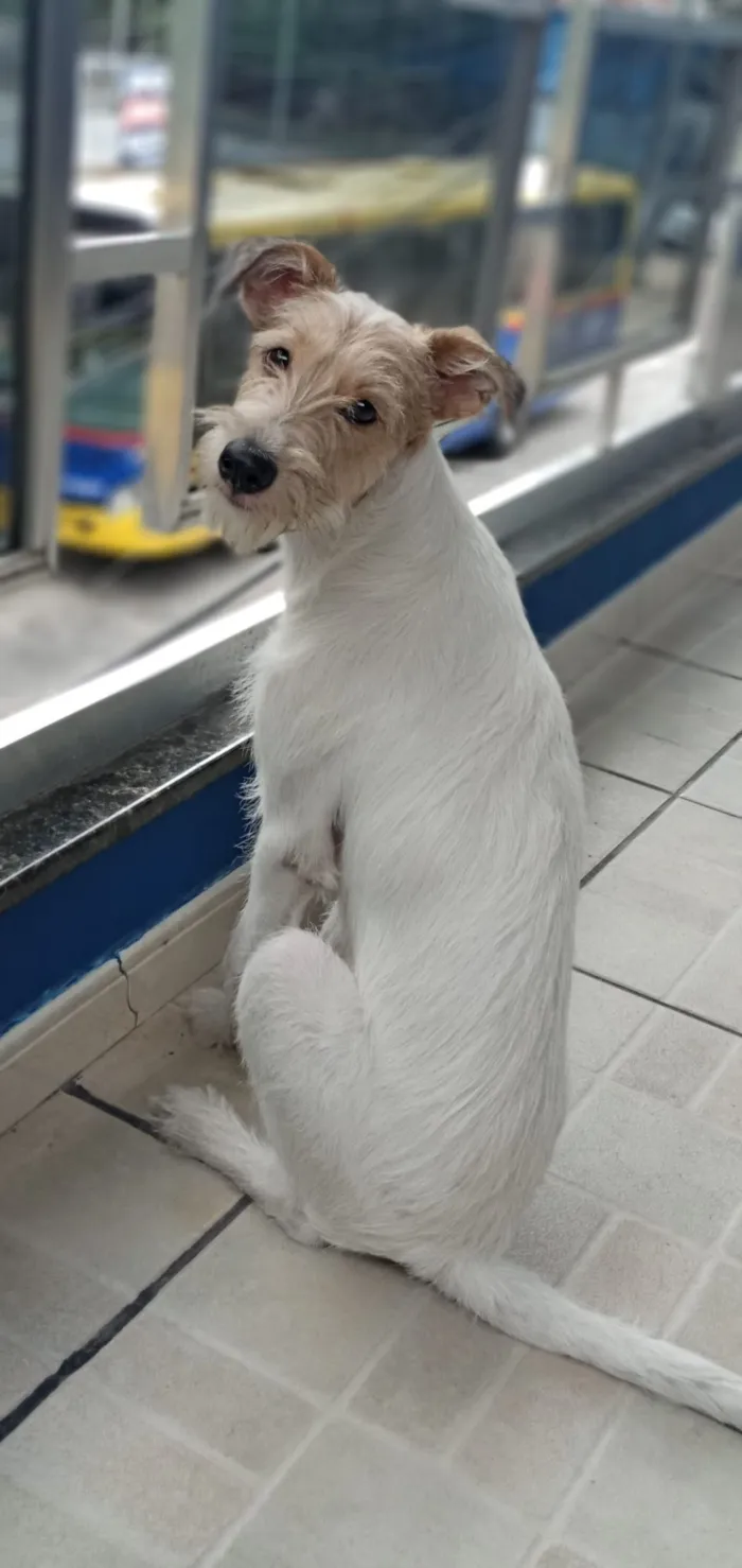 Cachorro raça SRD-ViraLata idade 2 anos nome Amora