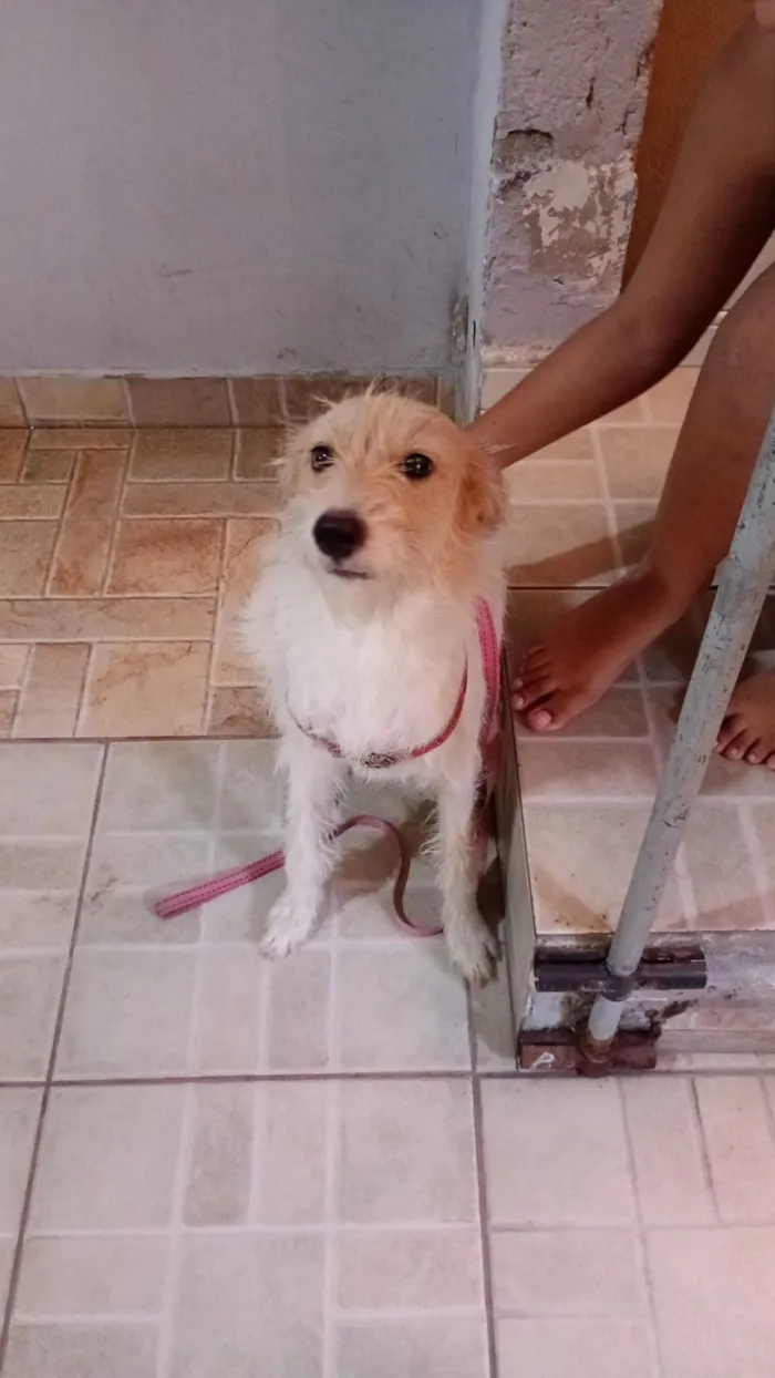 Cachorro raça SRD-ViraLata idade 2 anos nome Amora