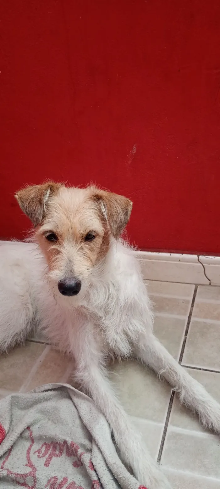 Cachorro raça SRD-ViraLata idade 2 anos nome Amora