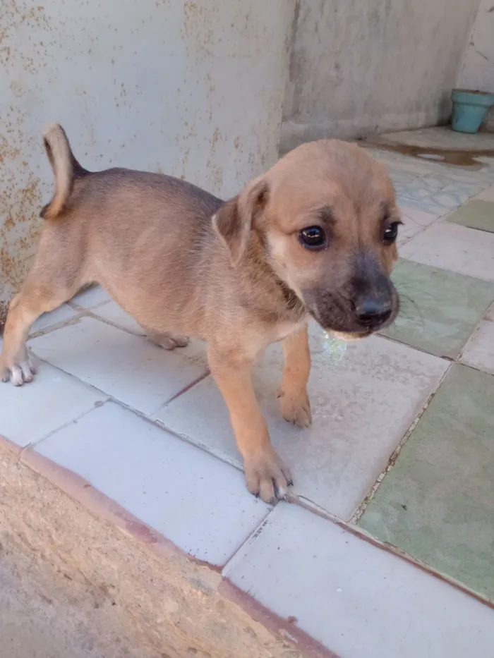 Cachorro raça SRD-ViraLata idade 2 a 6 meses nome sem nome 