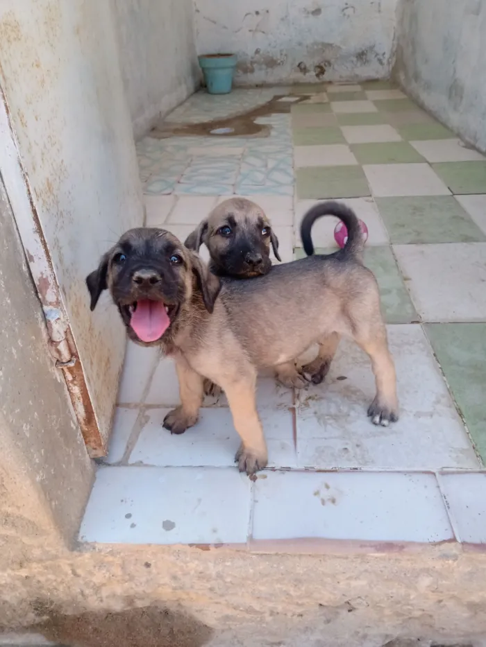 Cachorro raça SRD-ViraLata idade 2 a 6 meses nome sem nome 