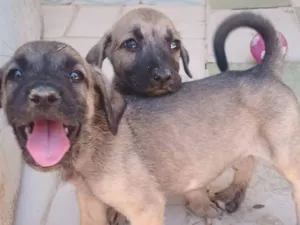 Cachorro raça SRD-ViraLata idade 2 a 6 meses nome sem nome 