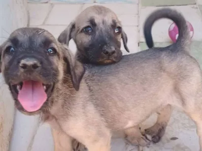 Cachorro raça SRD-ViraLata idade 2 a 6 meses nome sem nome 